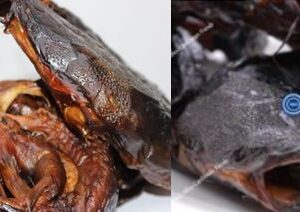 Smoked / Dried Fish